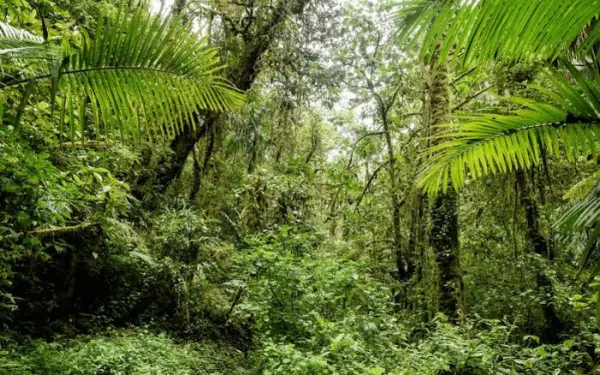 Tour Parque Yanachaga Chemillén - foto 3